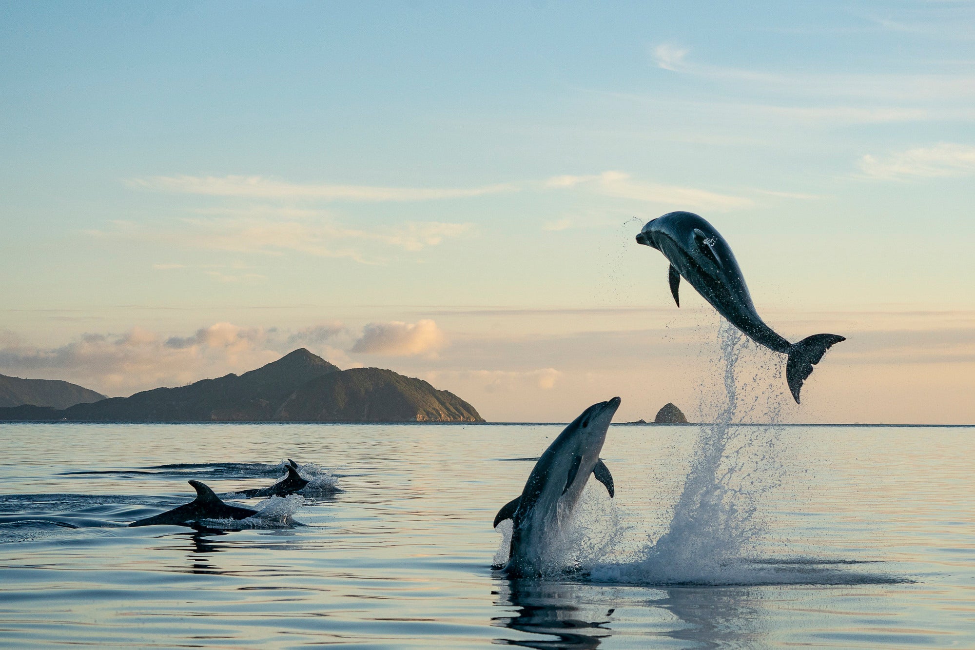 Dolphin Dreams. Photo by Fiona Wardle. Sony Alpha 9 II. Sony 100-400mm f/4.5-5.6 G Master. 1/1600-sec., f/7.1, ISO 800 Dolphin Dreams. Photo by Fiona Wardle. Sony Alpha 9 II. Sony 100-400mm f/4.5-5.6 G Master. 1/1600-sec., f/7.1, ISO 800