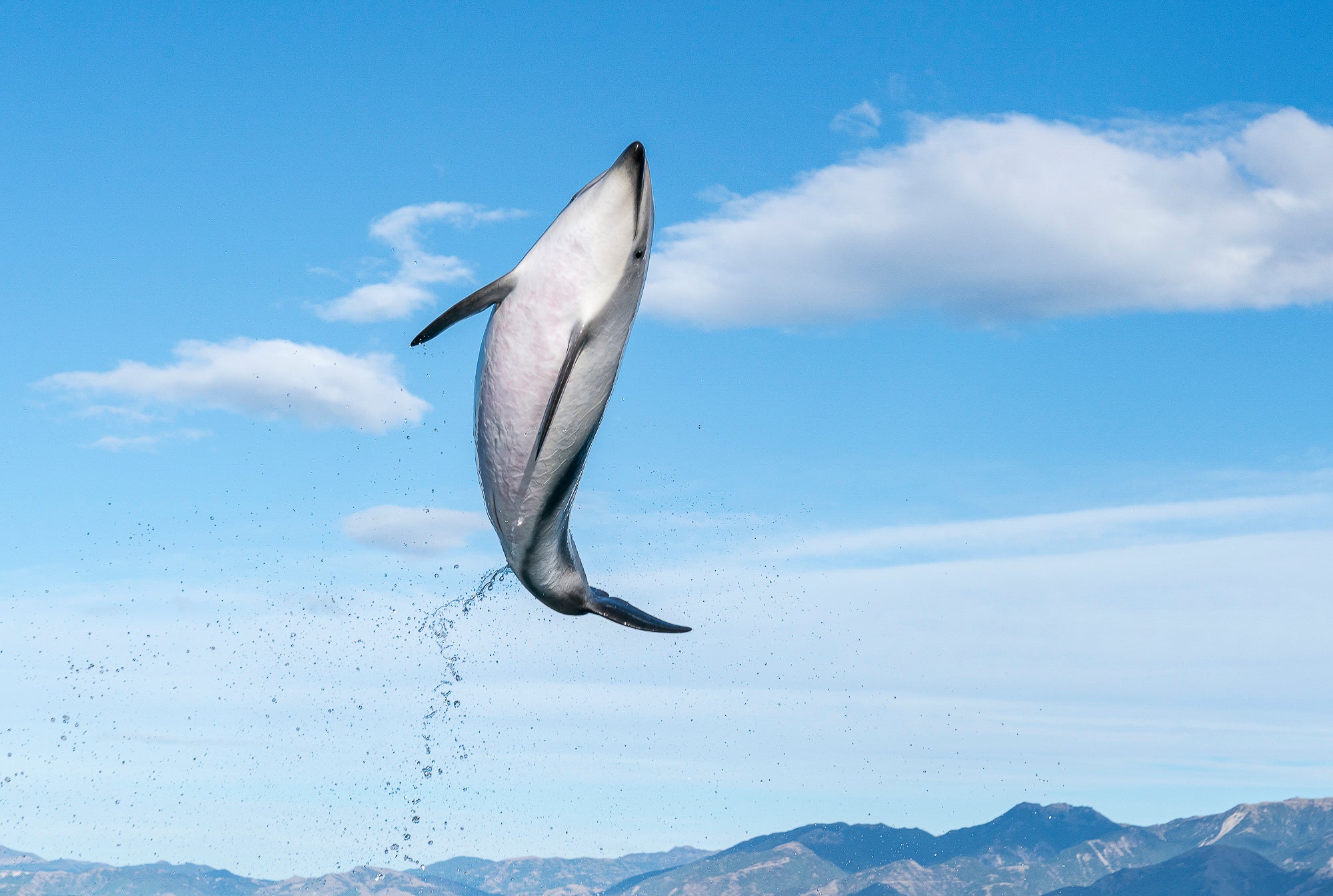 Flying High. Photo by Fiona Wardle. Sony Alpha 9 II. Sony 24-70mm f/2.8 G Master. 1/1250-sec., f/9, ISO 500 Flying High. Photo by Fiona Wardle. Sony Alpha 9 II. Sony 24-70mm f/2.8 G Master. 1/1250-sec., f/9, ISO 500
