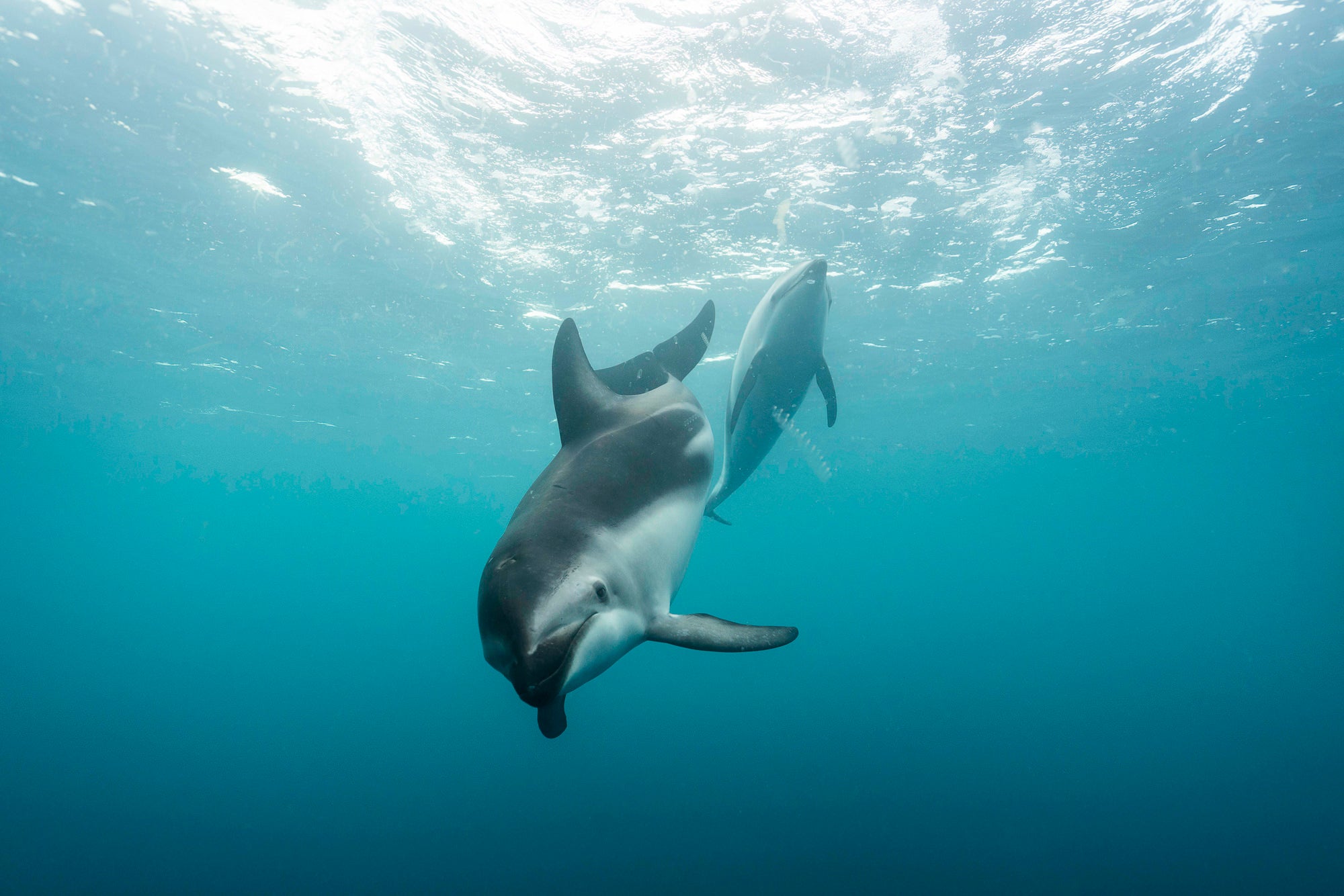 The Inquisitive Dolphin. Photo by Fiona Wardle. Sony Alpha 7R II. Sony 16-35mm f/4. 1/800-sec., f/5, ISO 800 The Inquisitive Dolphin. Photo by Fiona Wardle. Sony Alpha 7R II. Sony 16-35mm f/4. 1/800-sec., f/5, ISO 800