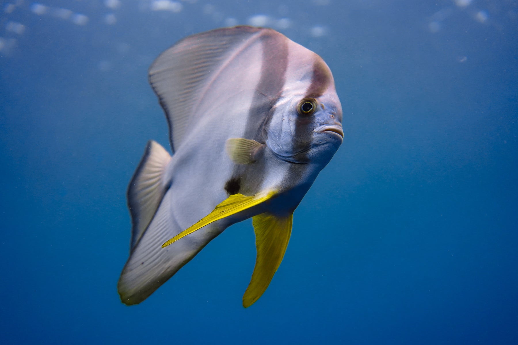 jpg/Alpha-Universe-WIMB-Gillian-Shark-Batfish-1200_boundshes0x4.jpg?height=1200&fit=bounds