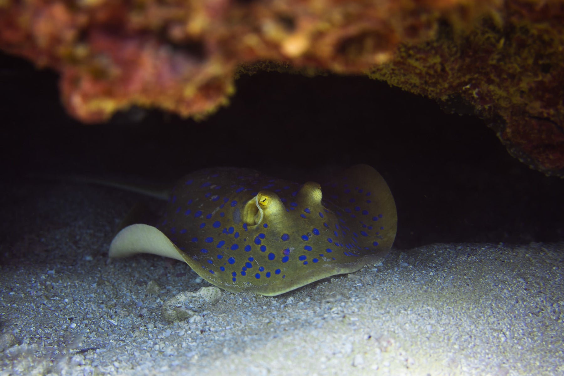 jpg/Alpha-Universe-WIMB-Gillian-Shark-Bluespotted-ribbontail-ray-1200_boundswmb2hl.jpg?height=1200&fit=bounds
