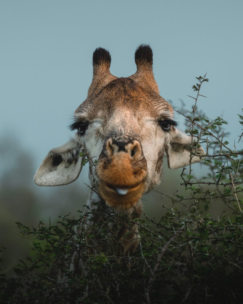 jpg/Alpha-Universe-WIMB-Kate-Newman-giraffe-portrait-conservation-photography-1200_boundscvirv5.jpg?height=1200&fit=bounds