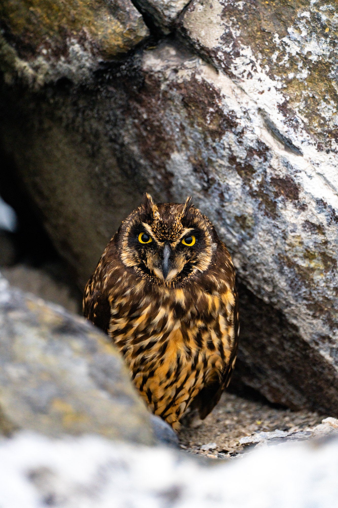 Photo by Katjana Cabenda. Sony Alpha 7R V. Sony 100-400mm f/4.5-5.6 G Master. Photo by Katjana Cabenda. Sony Alpha 7R V. Sony 100-400mm f/4.5-5.6 G Master.
