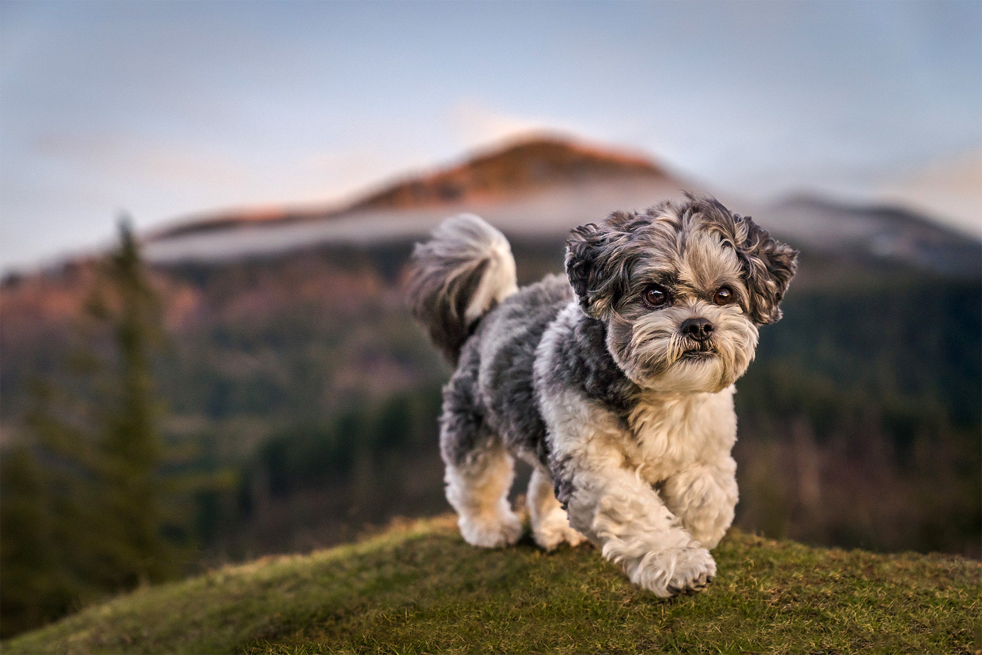 Photo by Lindsay Baca. Sony Alpha 7 III. Sony 24-70mm f/2.8 G Master. 1/800-sec., f/4, ISO 1250 Photo by Lindsay Baca. Sony Alpha 7 III. Sony 24-70mm f/2.8 G Master. 1/800-sec., f/4, ISO 1250