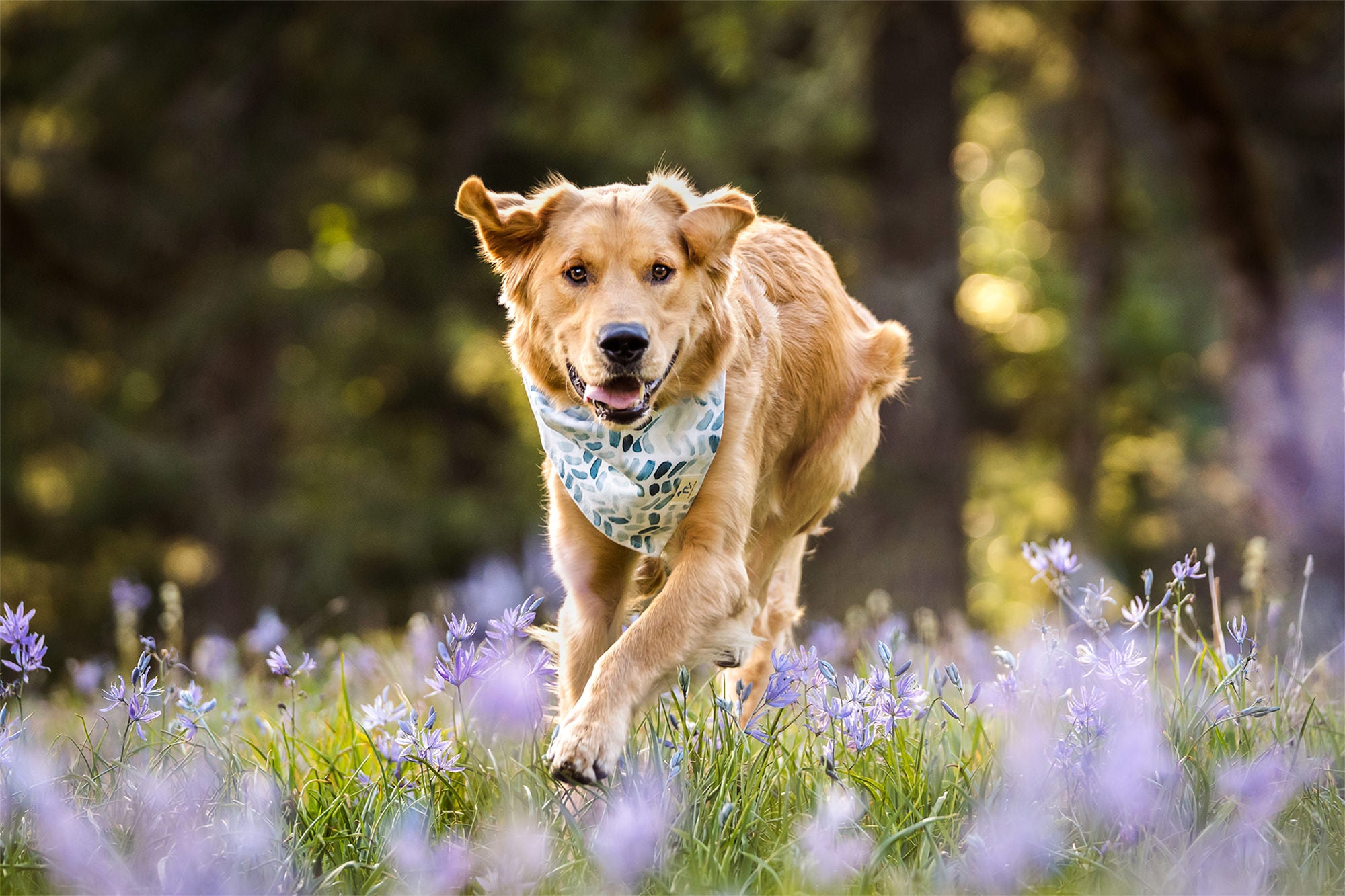 Photo by Lindsay Baca. Sony Alpha 7 III. Sony 70-200mm f/2.8 G Master. 1/1600-sec., f/3.5, ISO 2000 Photo by Lindsay Baca. Sony Alpha 7 III. Sony 70-200mm f/2.8 G Master. 1/1600-sec., f/3.5, ISO 2000