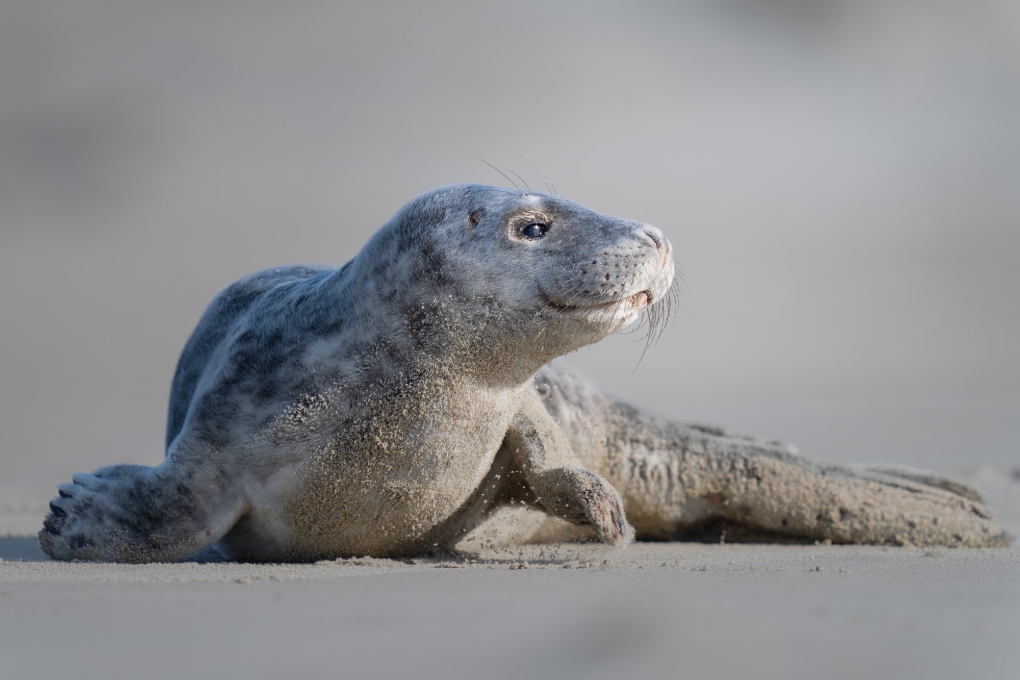 Photo by Pascal Maranus. Sony Alpha 7R V. Sony 400mm f/2.8 G Master. Photo by Pascal Maranus. Sony Alpha 7R V. Sony 400mm f/2.8 G Master.