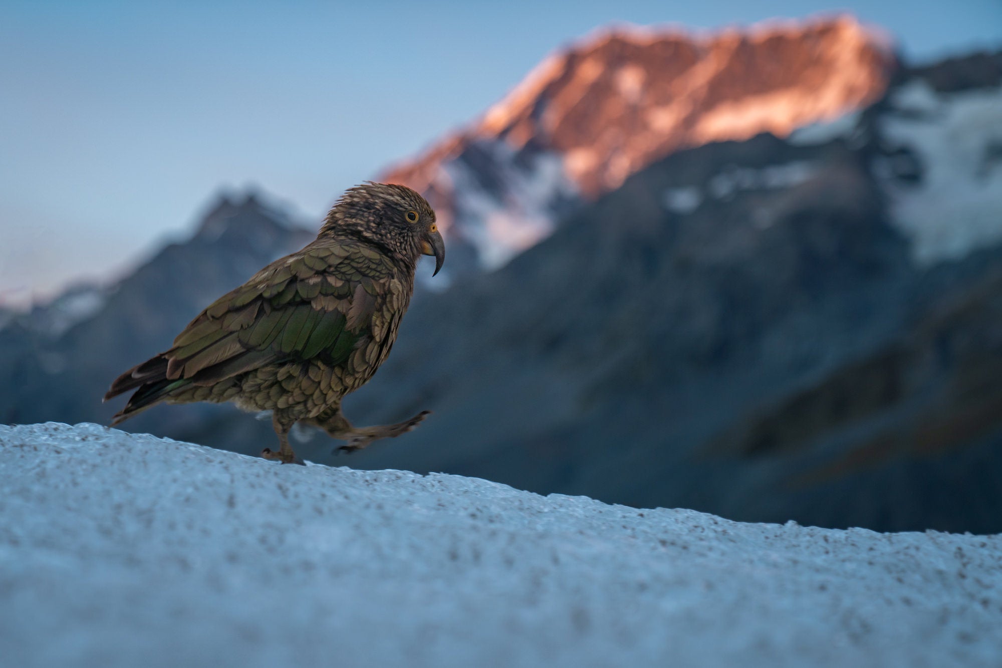 Bird walking