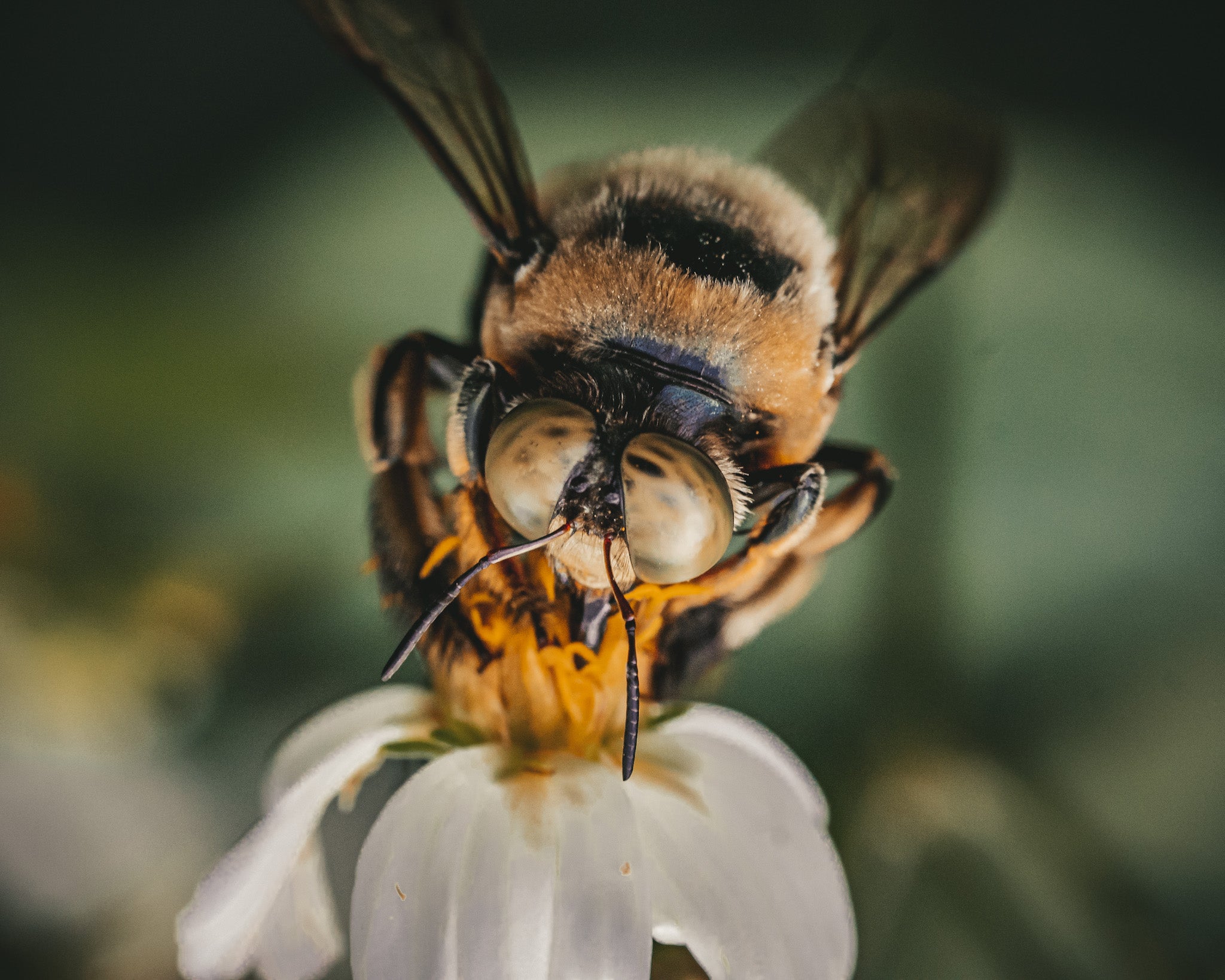 Photo by Hannah Mather. Sony &alpha;6400. Sony 90mm f/2.8 Macro G. 1/800-sec., f/7.1, ISO 3200