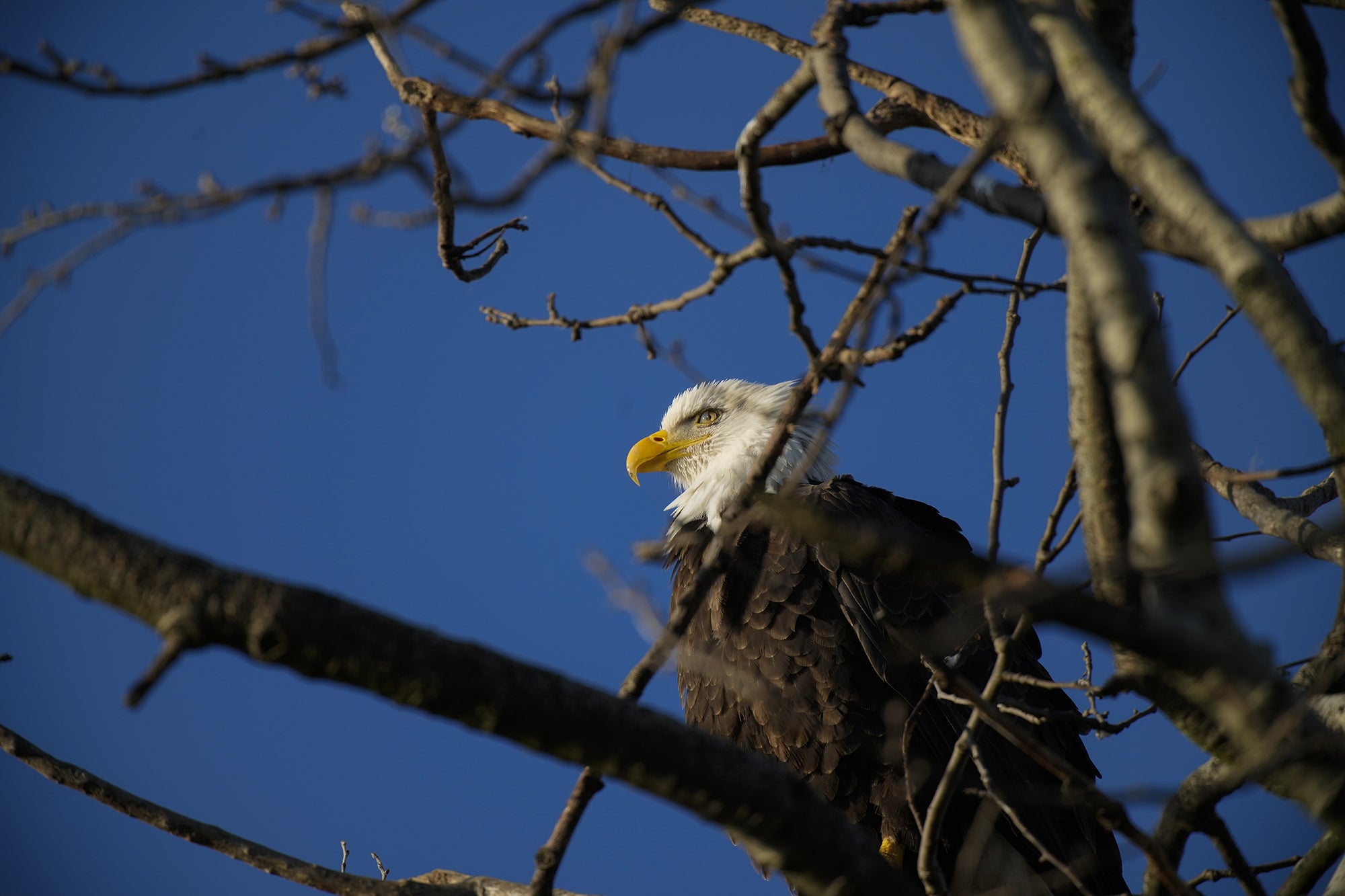 Alpha-Universe-photo-by-Nick-Didlick-Alpha-1-eagle_1.jpg Alpha-Universe-photo-by-Nick-Didlick-Alpha-1-eagle_1.jpg
