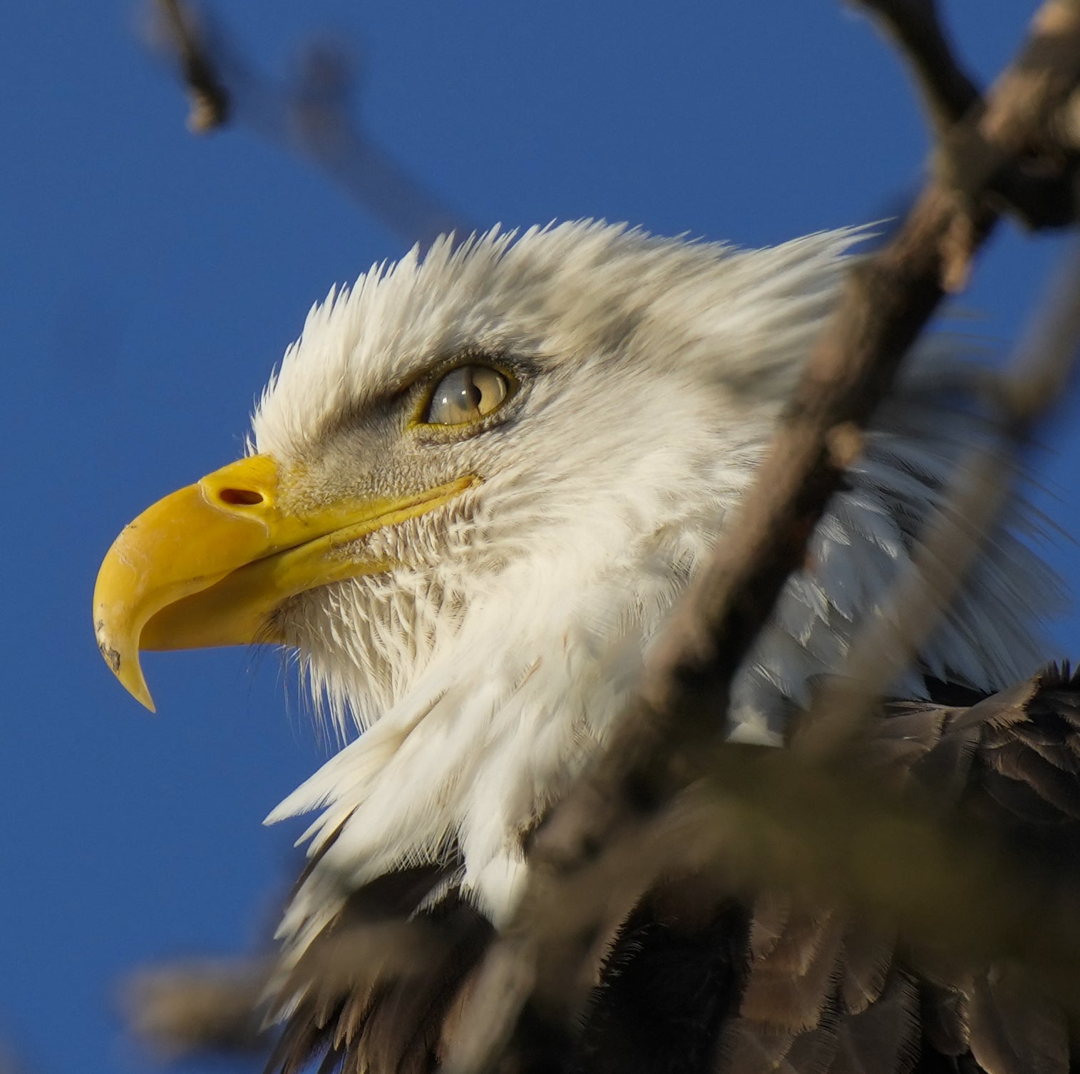Alpha-Universe-photo-by-Nick-Didlick-Alpha-1-eagle_2.jpg Alpha-Universe-photo-by-Nick-Didlick-Alpha-1-eagle_2.jpg
