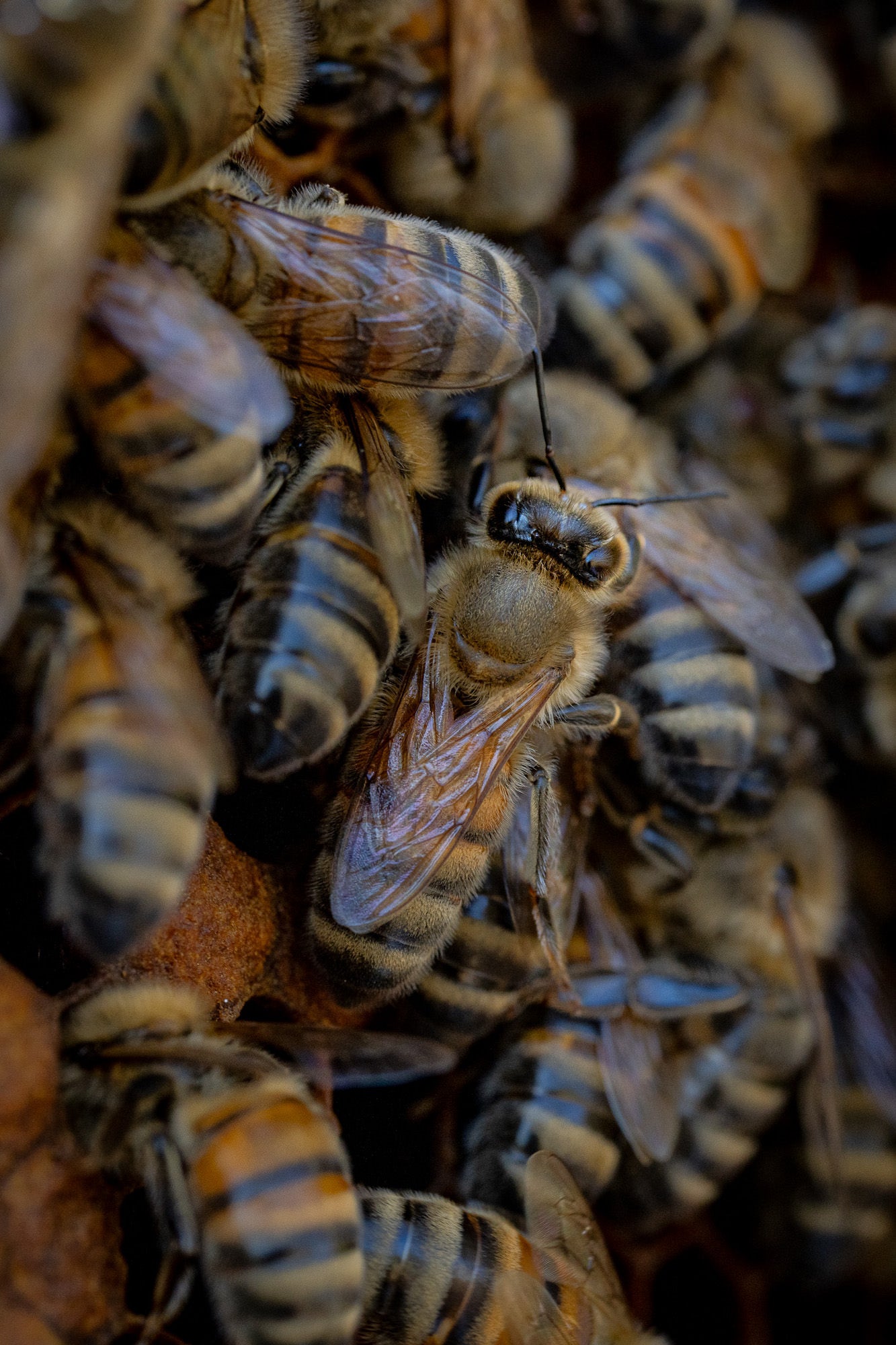 Photo by Hannah Alexander. Alpha 7R V. 100mm f/2.8 Macro G Master. 1/125-sec., f/7.1, ISO 800 Photo by Hannah Alexander. Alpha 7R V. 100mm f/2.8 Macro G Master. 1/125-sec., f/7.1, ISO 800
