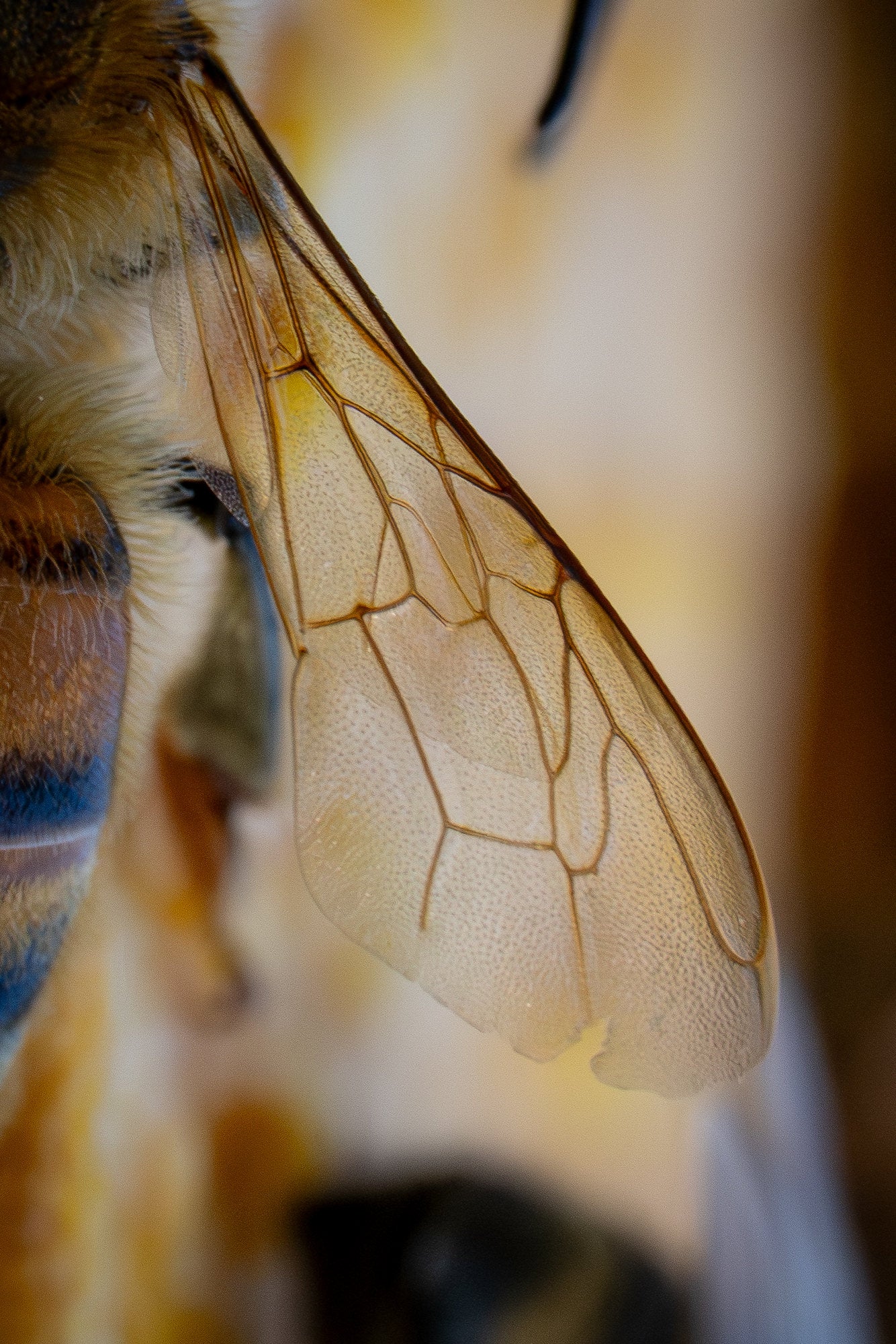 Photo by Hannah Alexander. Alpha 7R V. 100mm f/2.8 Macro G Master. 1/200-sec., f/13, ISO 2000 Photo by Hannah Alexander. Alpha 7R V. 100mm f/2.8 Macro G Master. 1/200-sec., f/13, ISO 2000