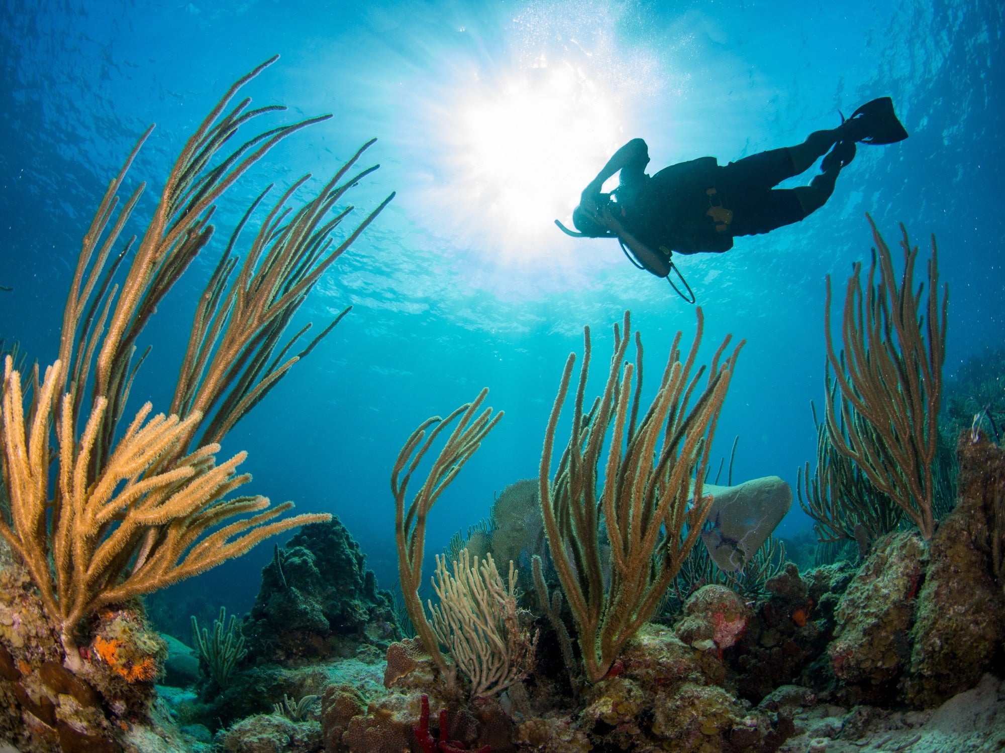 Collective_BVI-1.jpg