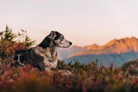 Barbara Byrne is our Furry Friends theme micro-grant winner.