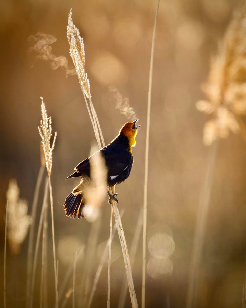 jpg/Week-18-Golden-Hour-Shauna-Hart-1200_boundsywake3.jpg?height=1200&fit=bounds
