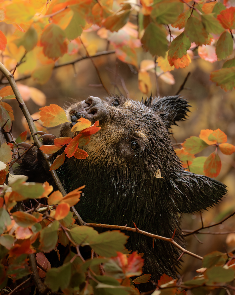 jpg/Week-33-Fall-Vibes-Dani-Hamm-1200_boundsuw1cic.jpg?height=1200&fit=bounds
