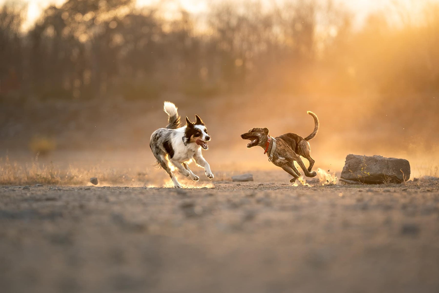 jpg/Week-42-Chasing-Light-Marissa-Lachance-.r1TlWFVTJg-1200_boundsd2880f.jpg?height=1200&fit=bounds