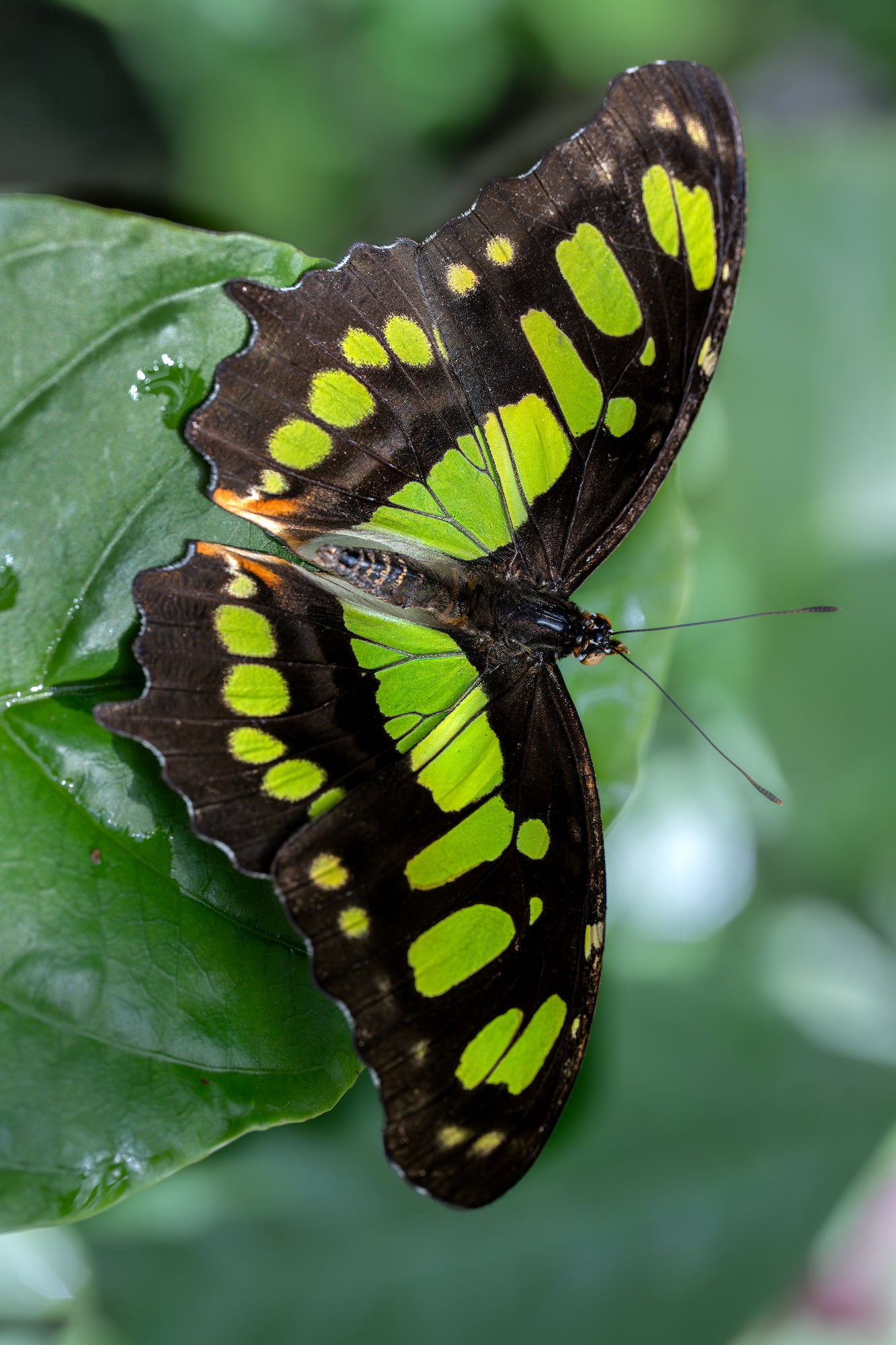 Top-down view of a butterfly with lime-green spots on dark wings resting on a broad green leaf.