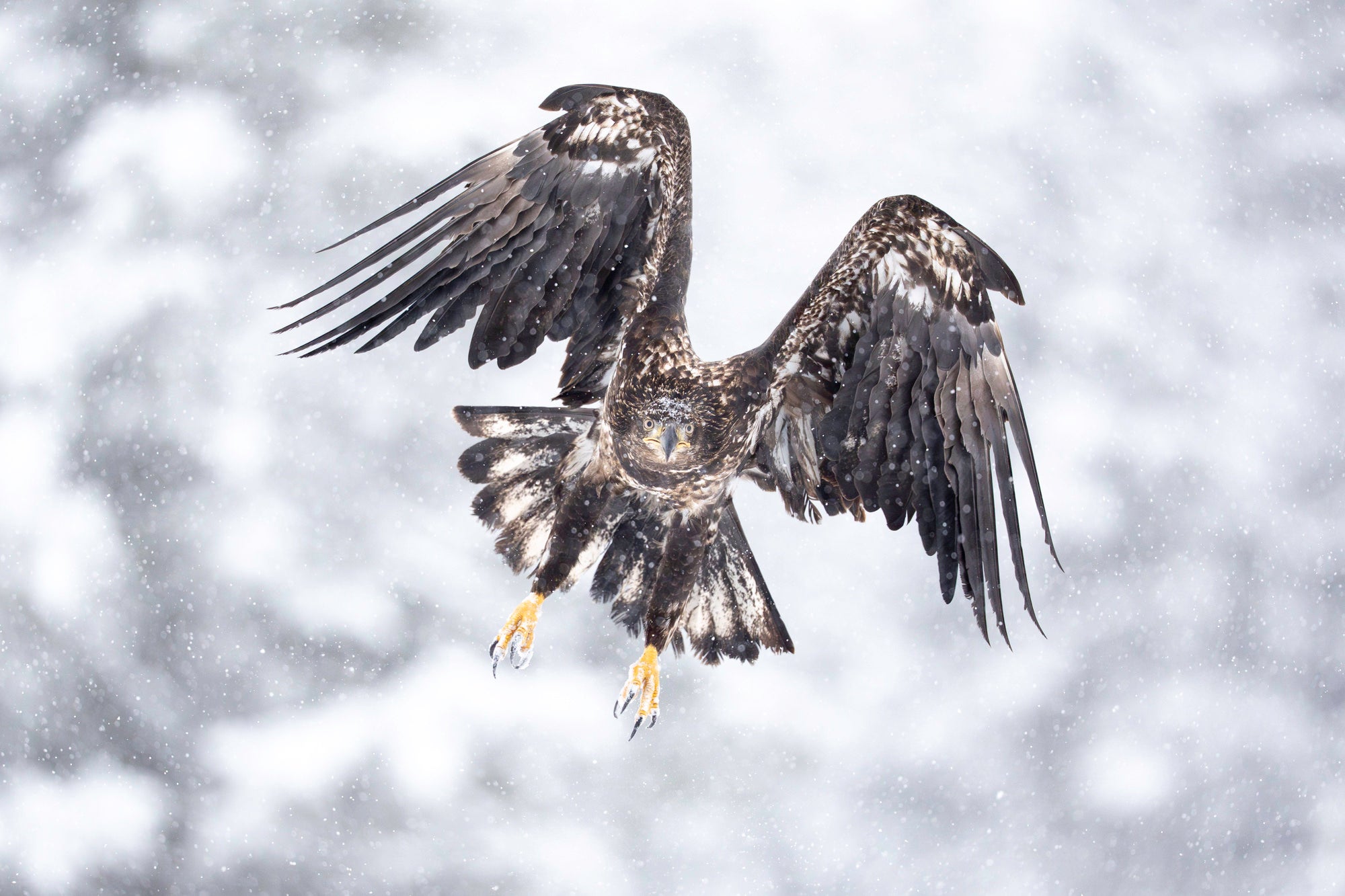 Bald eagle with wings flared, flying during a blizzard in the Alaskan wilderness. Bald eagle with wings flared, flying during a blizzard in the Alaskan wilderness.
