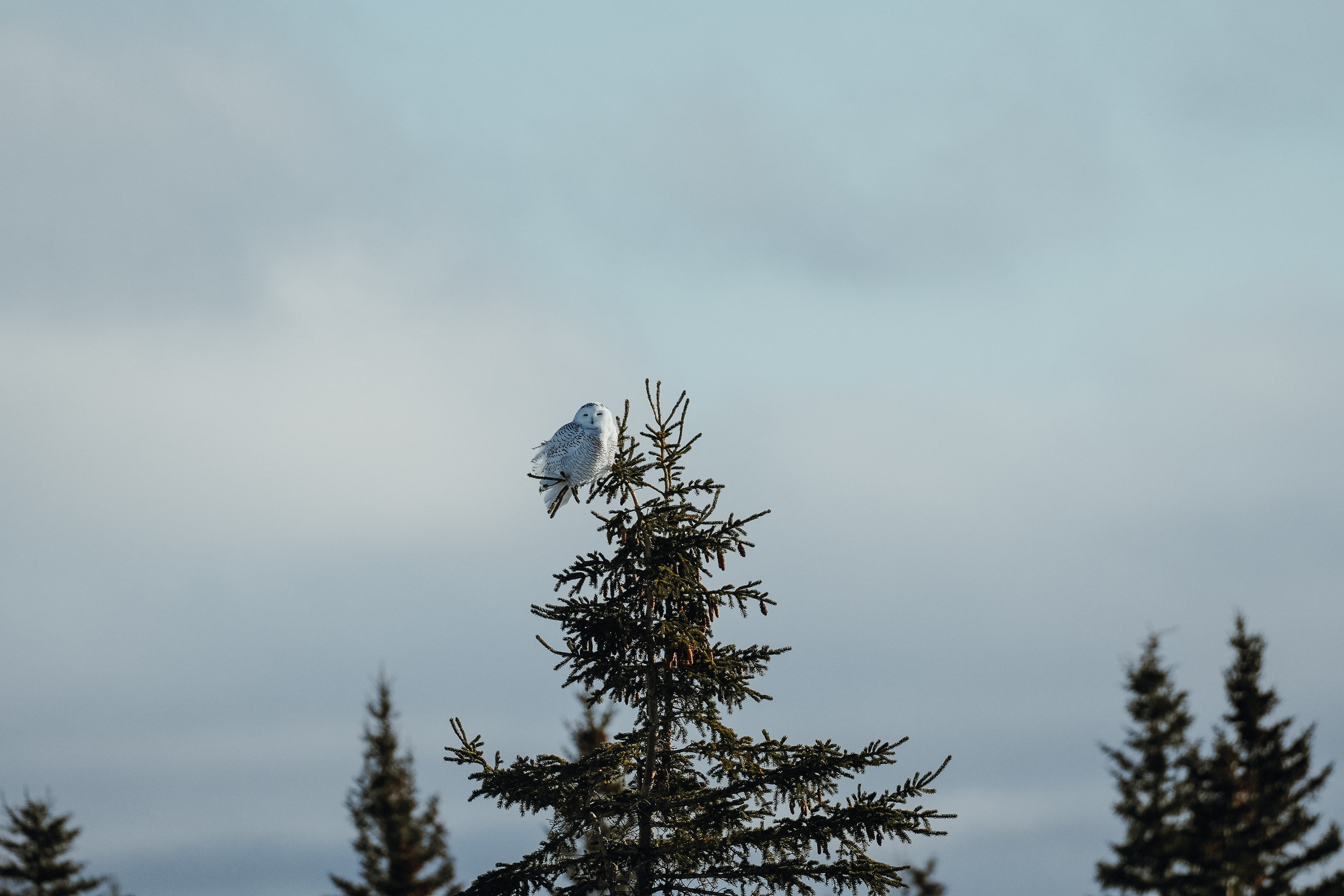 Snowy owl sitting at the top of pine tree