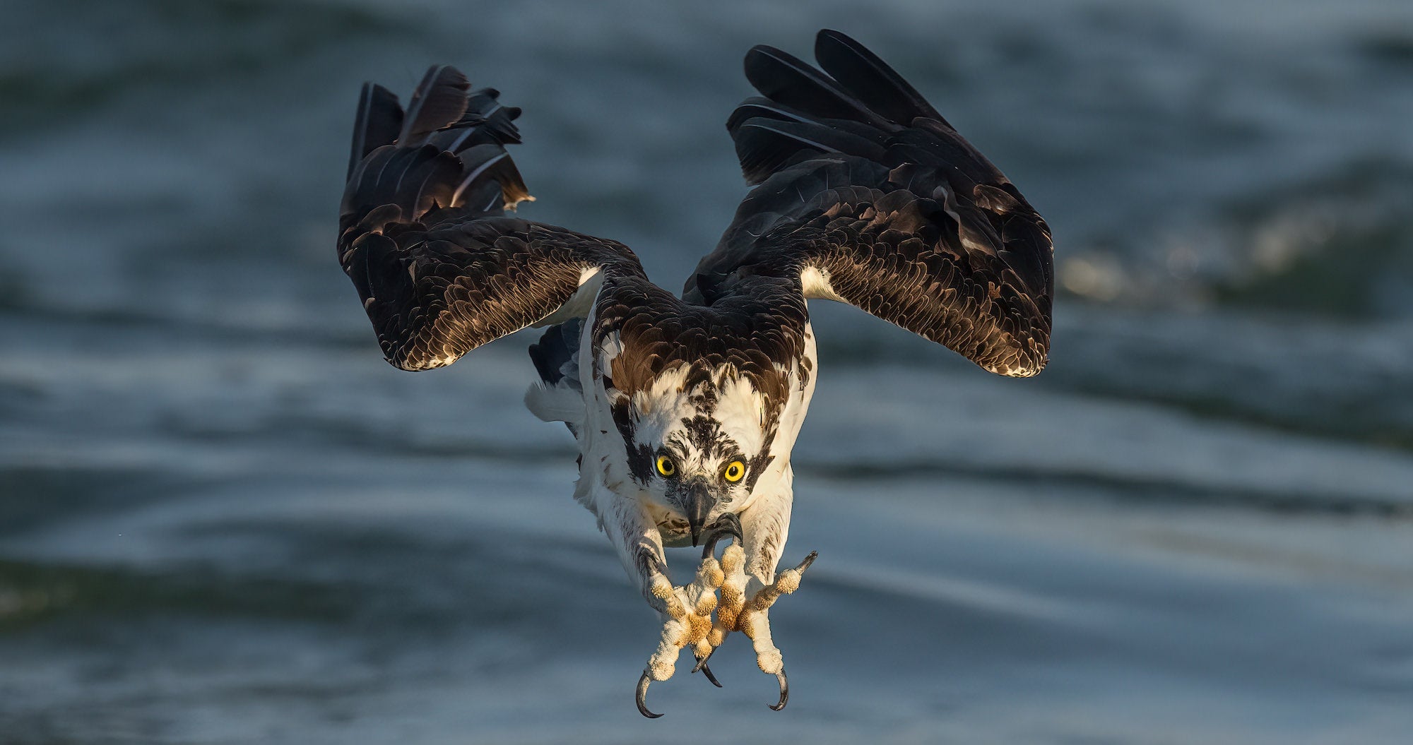 Osprey diving into water with talons out Osprey diving into water with talons out