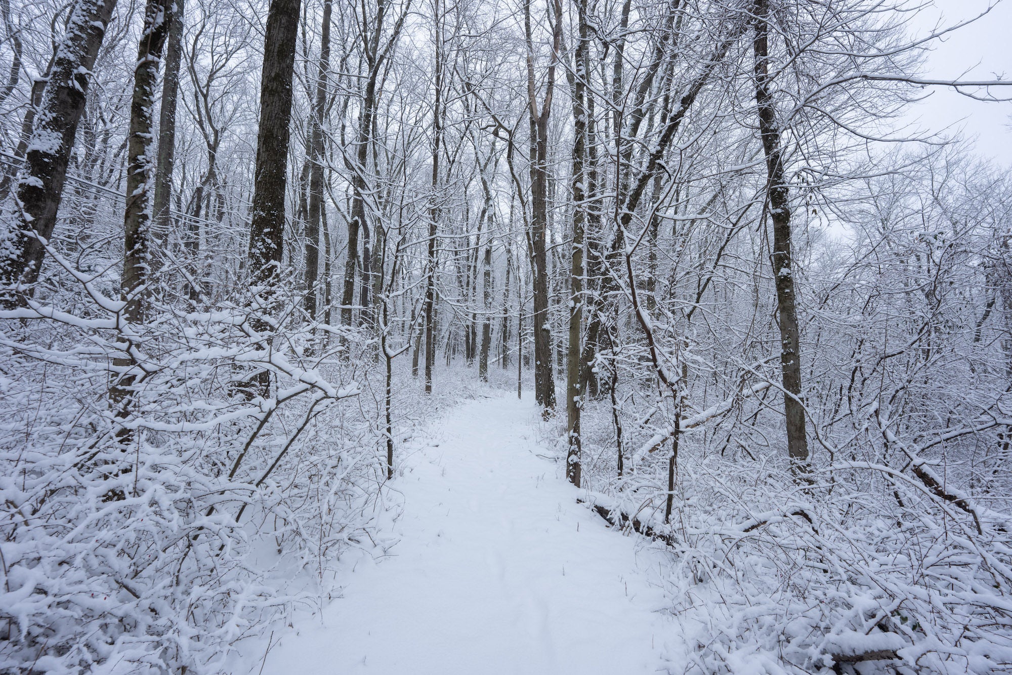 Snow-covered forest path lined with bare trees on an overcast winter day.