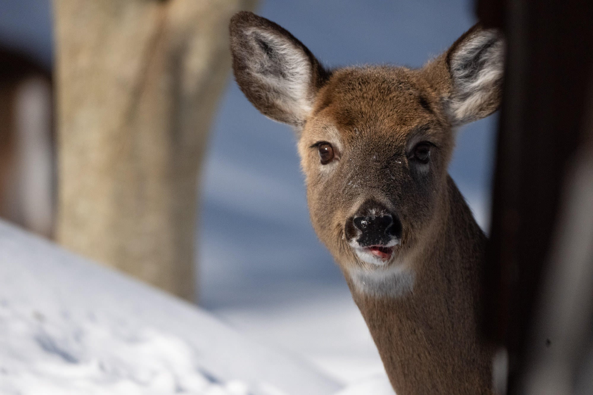 Close portrait of a deer in snow with its tongue slightly out.