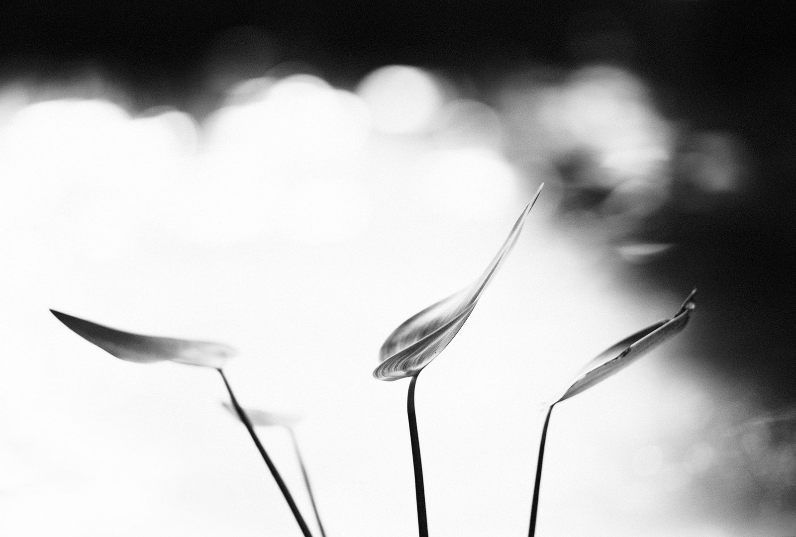 Otto Shulze 06